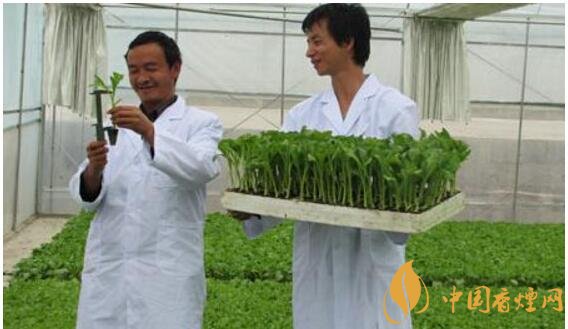 煙草專業(yè)大學排名，煙草專業(yè)就業(yè)前景好