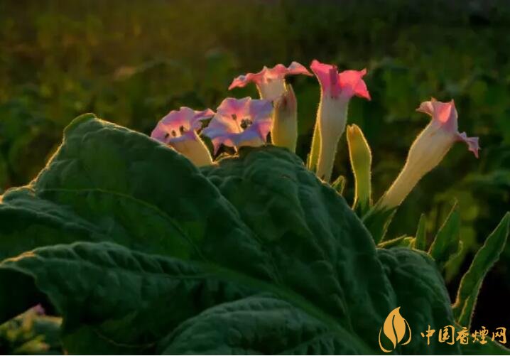 煙草花花語是什么，煙草花什么時(shí)候開花