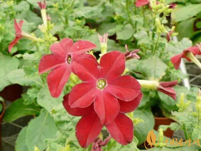 煙草花花語是什么，煙草花什么時(shí)候開花