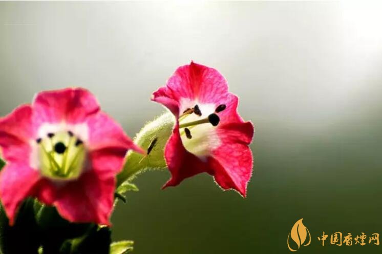 煙草花花語是什么，煙草花什么時(shí)候開花