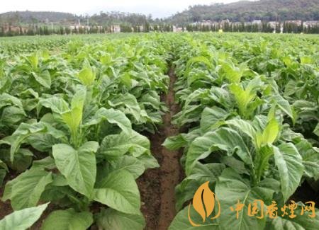 湖南瀏陽煙草局依托G80烤煙特色品種為煙農(nóng)創(chuàng)收9375萬元！